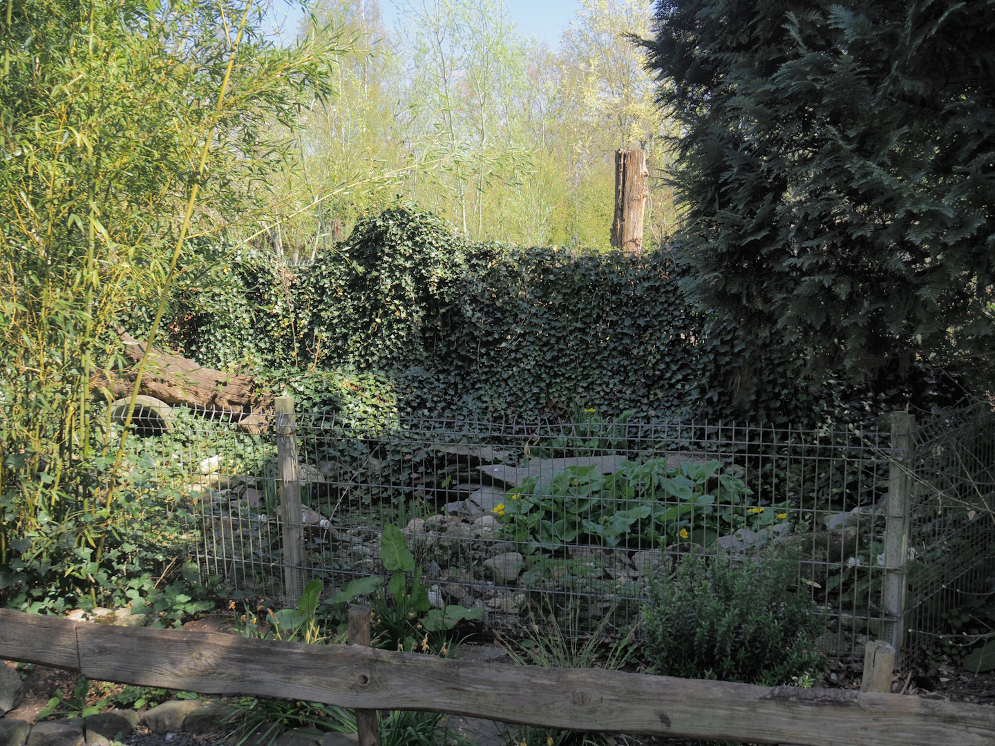 Rock garden (Formerly nutria exhibit), 2025-04-12