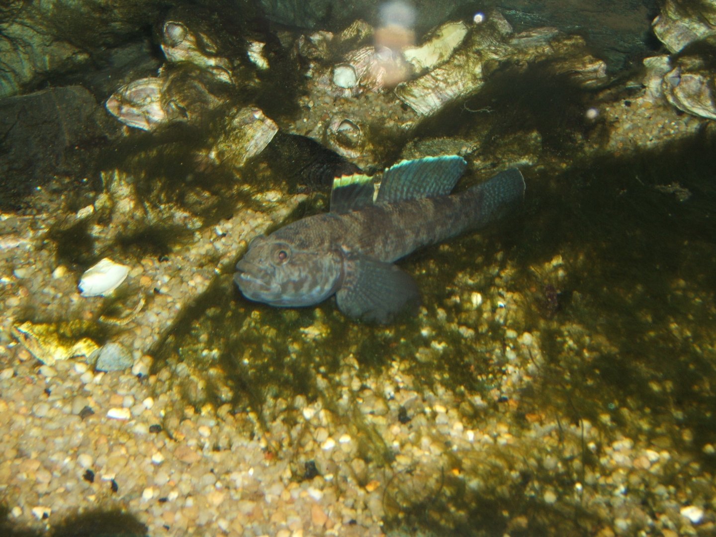 Rock Goby (Gobius paganellus)