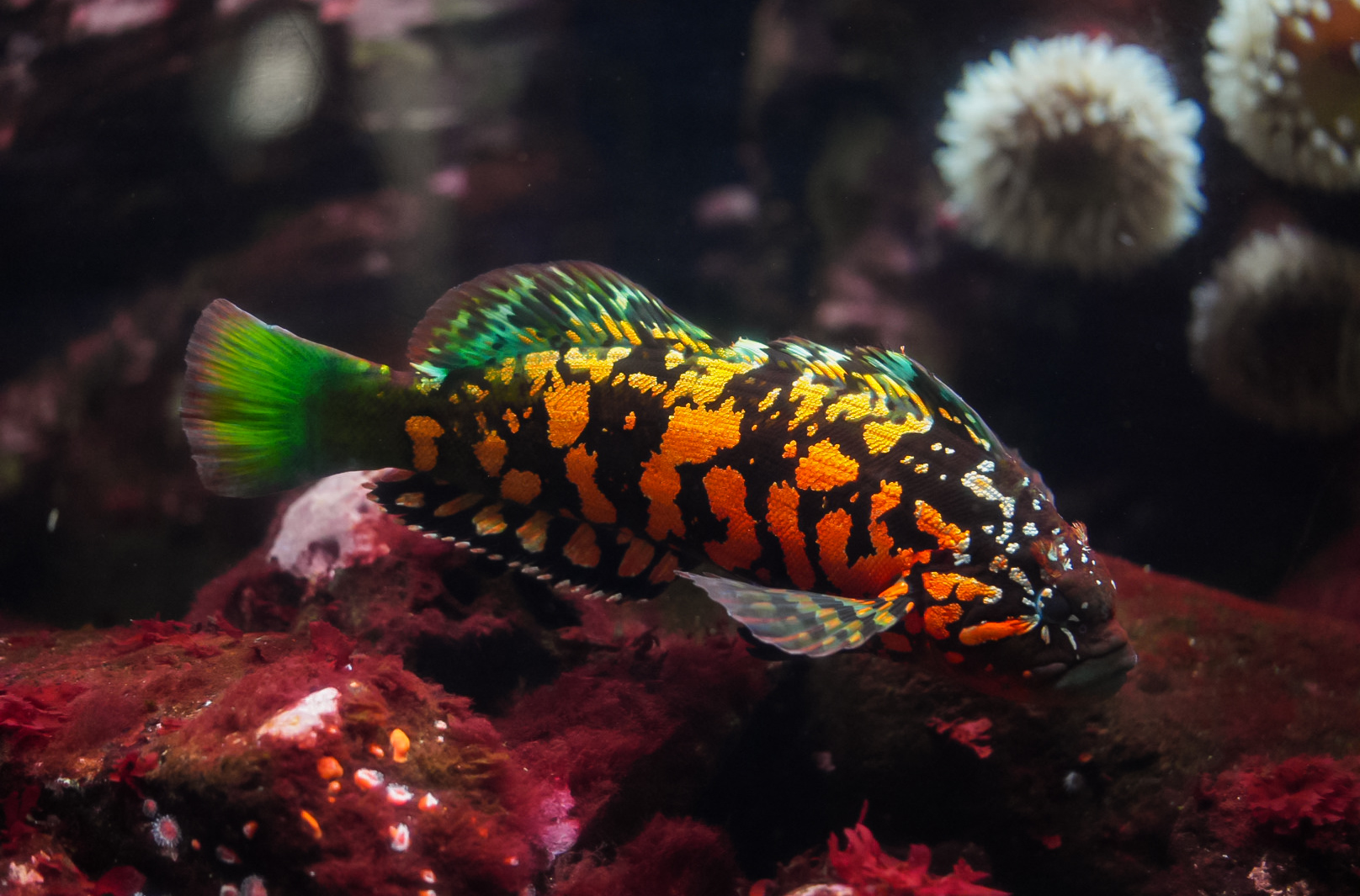 Rock Greenling (male)