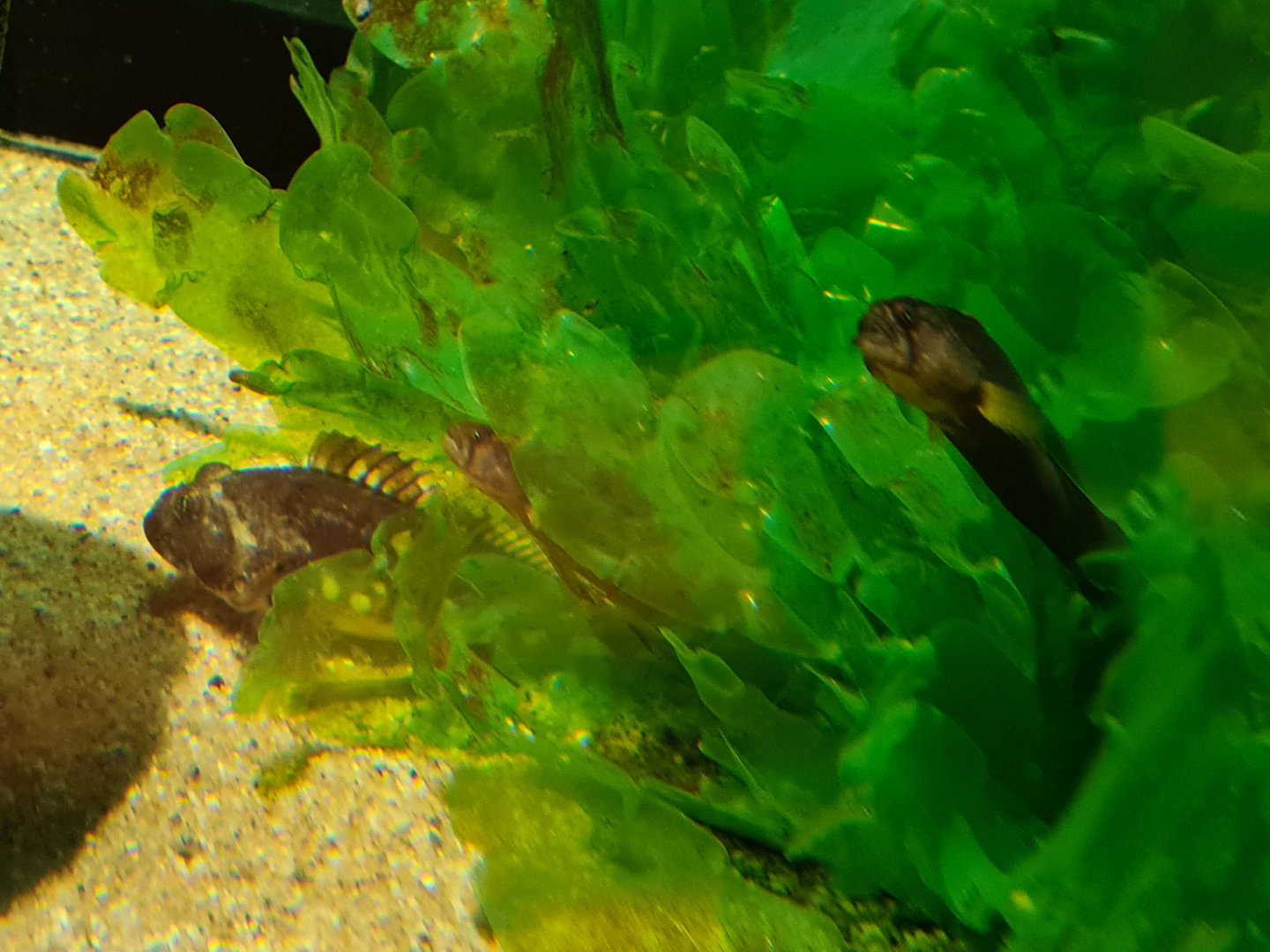 Rock gunnel and Shorthorn sculpin in pipefish tank