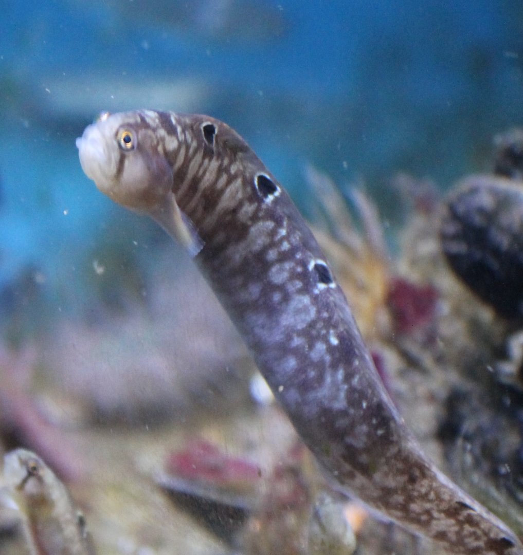 Rock gunnel - Pholis gunnellus