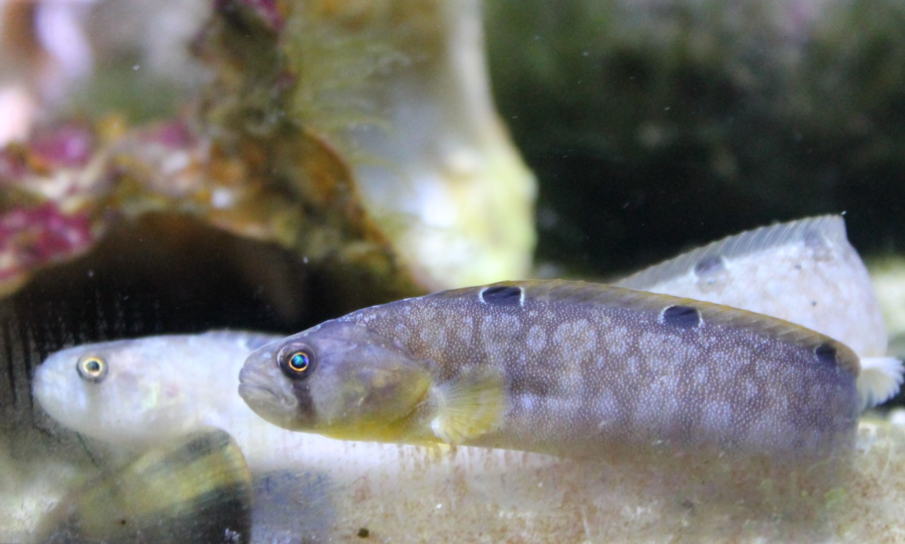 Rock gunnel - Pholis gunnellus