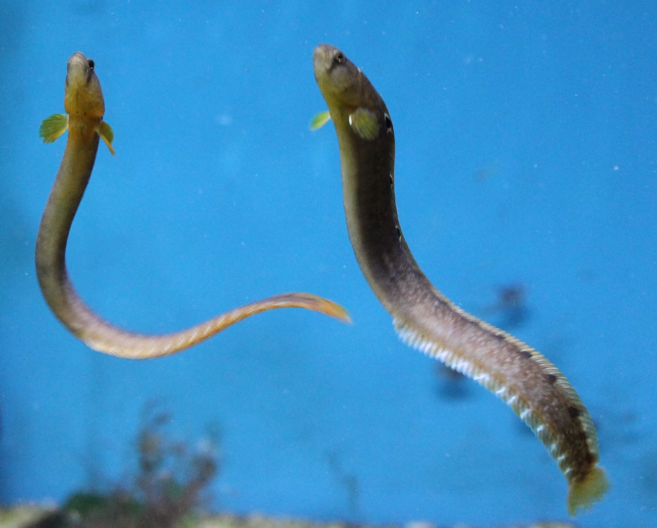 Rock gunnel - Pholis gunnellus