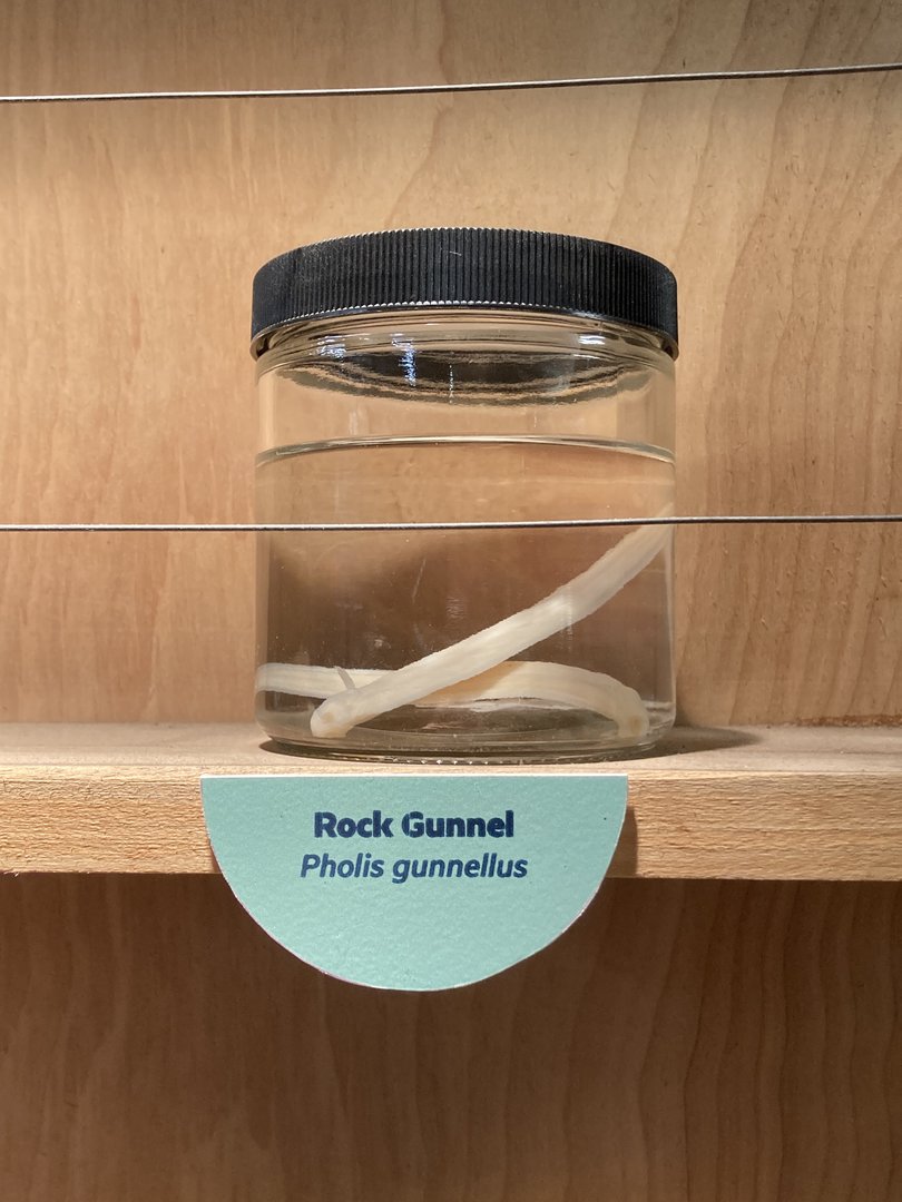 Rock Gunnel