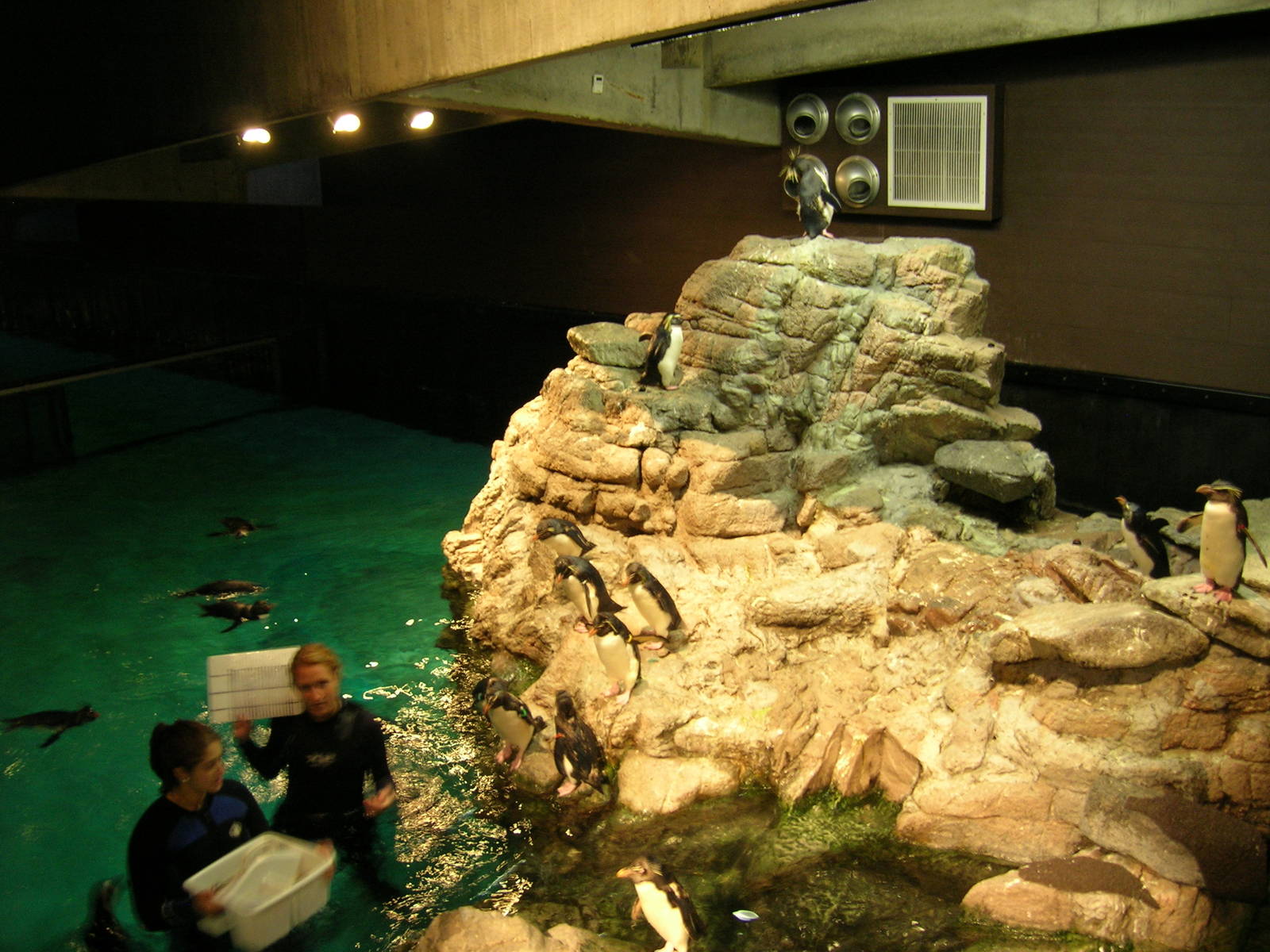 Rock Hopper Penguin Exhibit