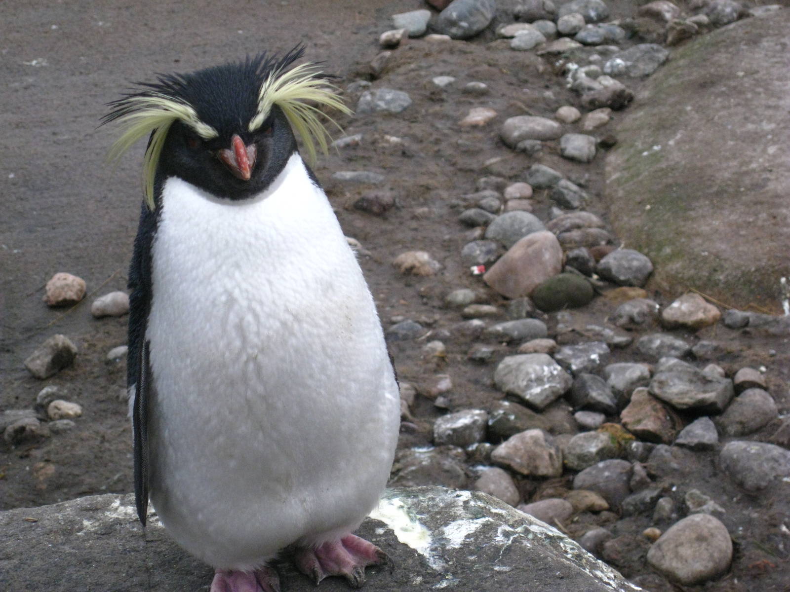 Rock-Hopper Penguins
