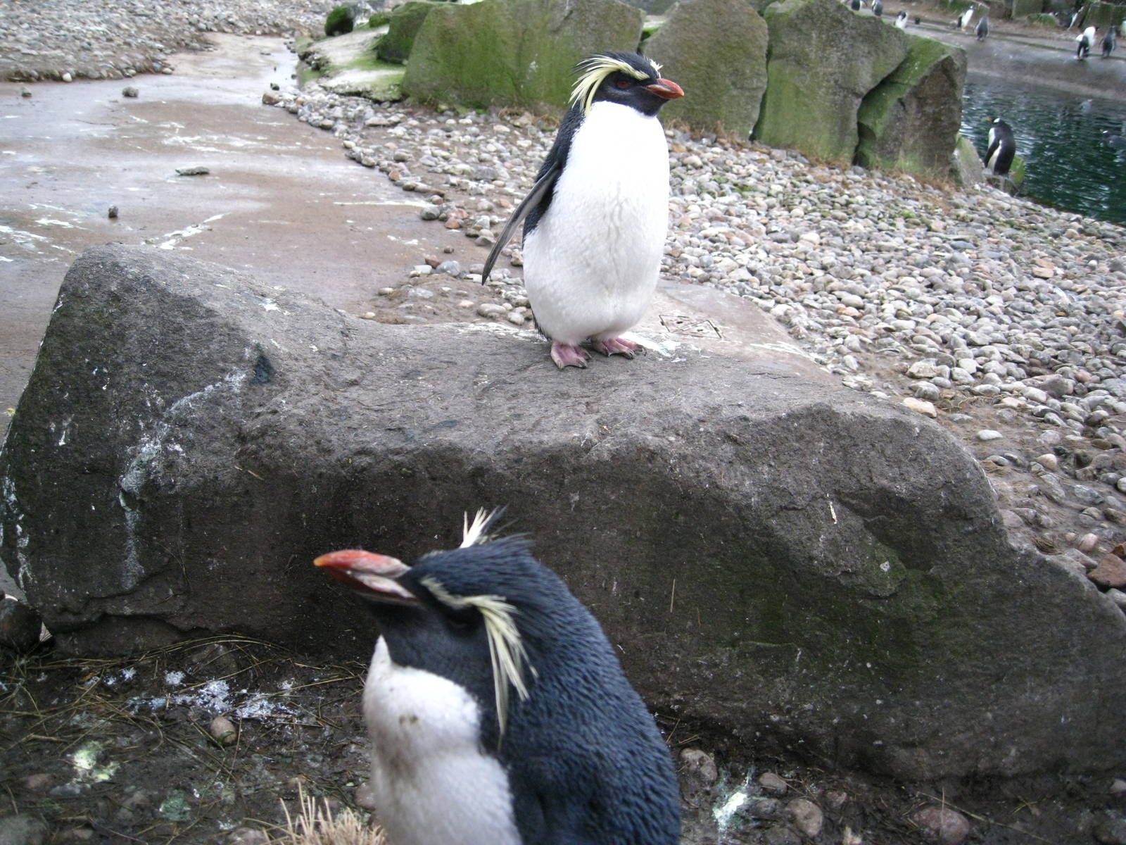 Rock-Hopper Penguins