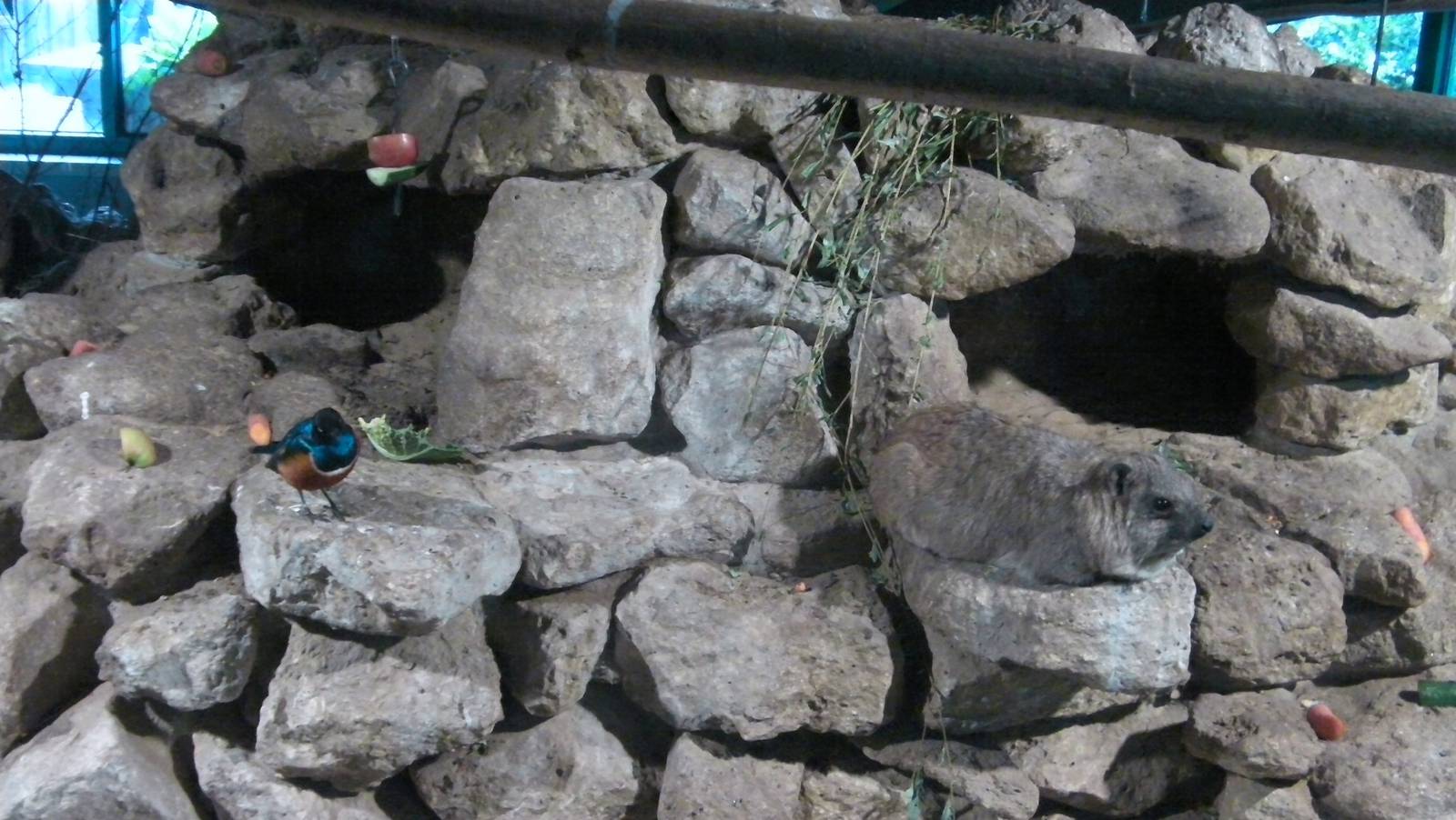 Rock Hydrax and Starling - 04.08.2011