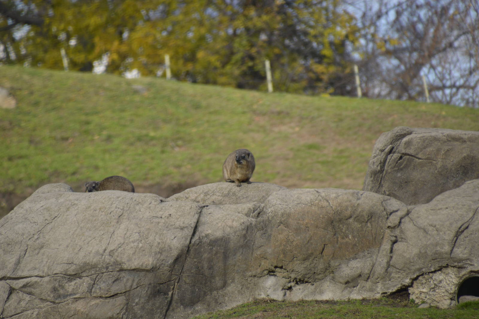 Rock Hyrax 031215
