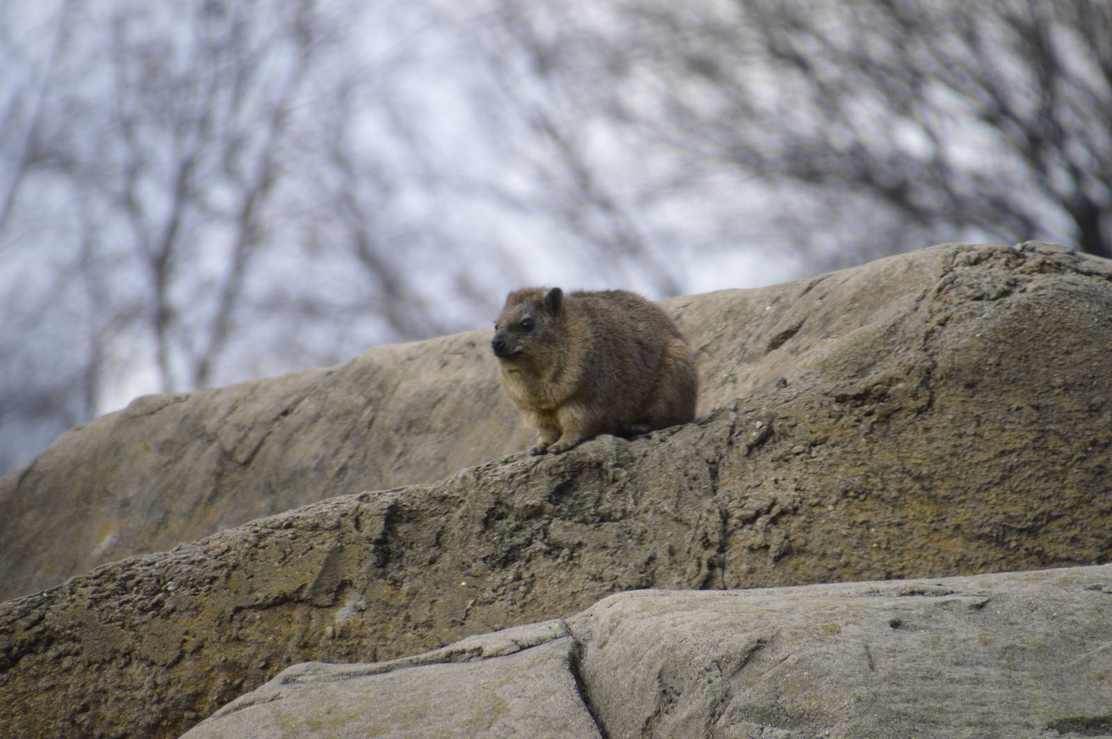 Rock Hyrax 031215
