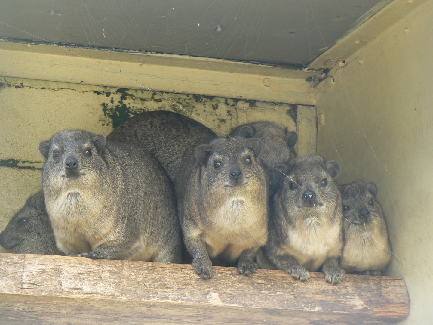 Rock Hyrax - 11 August 2019