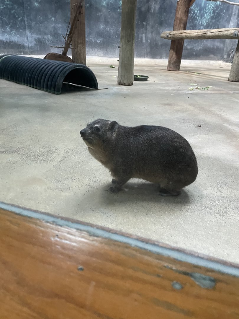 Rock Hyrax (12/30/23)