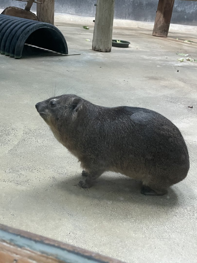 Rock Hyrax (12/30/23)