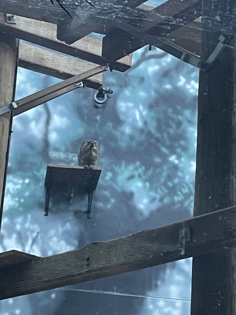 Rock Hyrax (12/30/23)