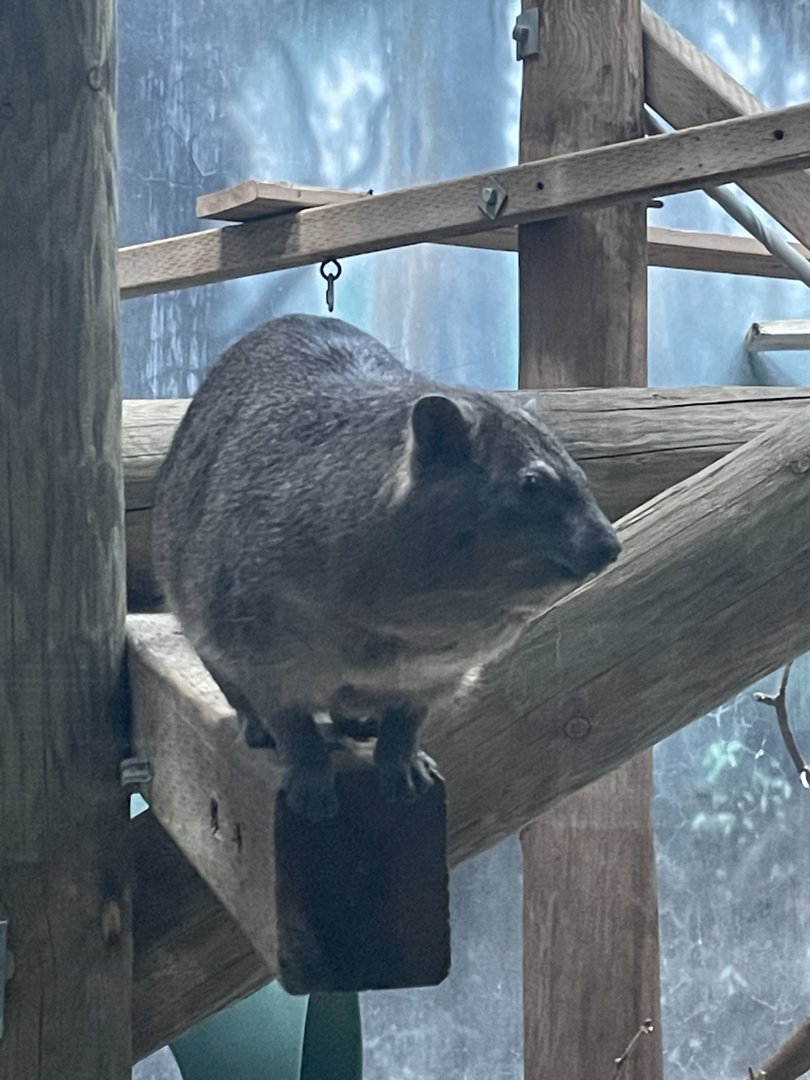 Rock Hyrax (12/30/23)