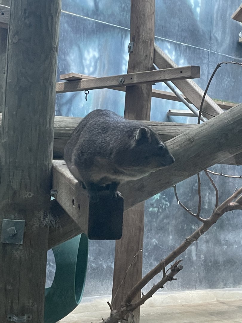 Rock Hyrax (12/30/23)