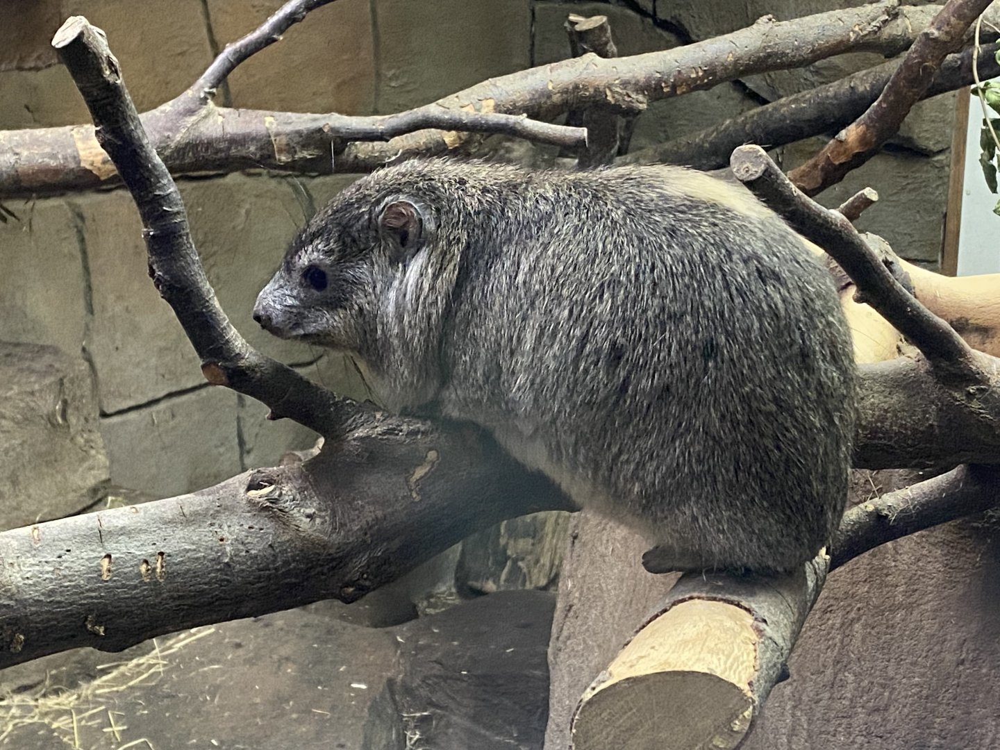 Rock hyrax 141023