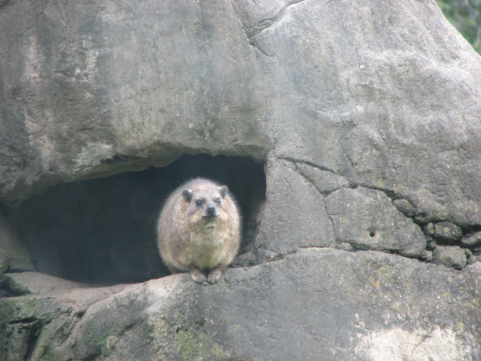 Rock Hyrax 2011