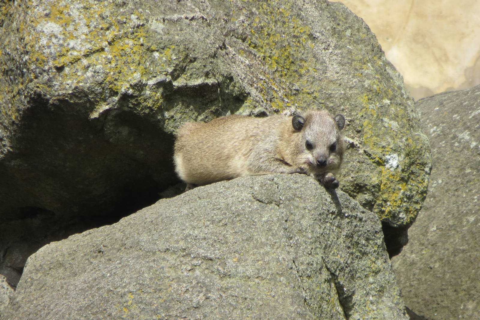 Rock Hyrax 240815