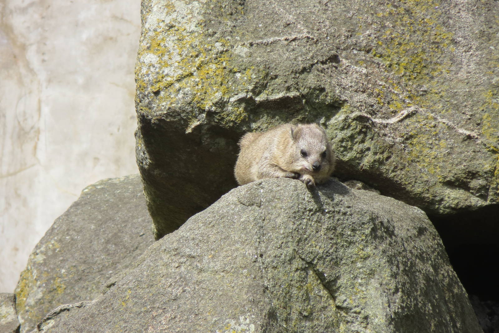 Rock Hyrax 240815