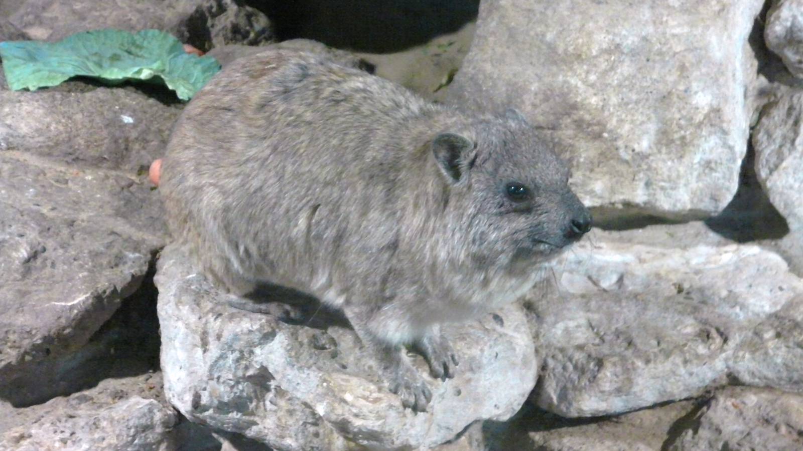 Rock Hyrax - 29.07.2011