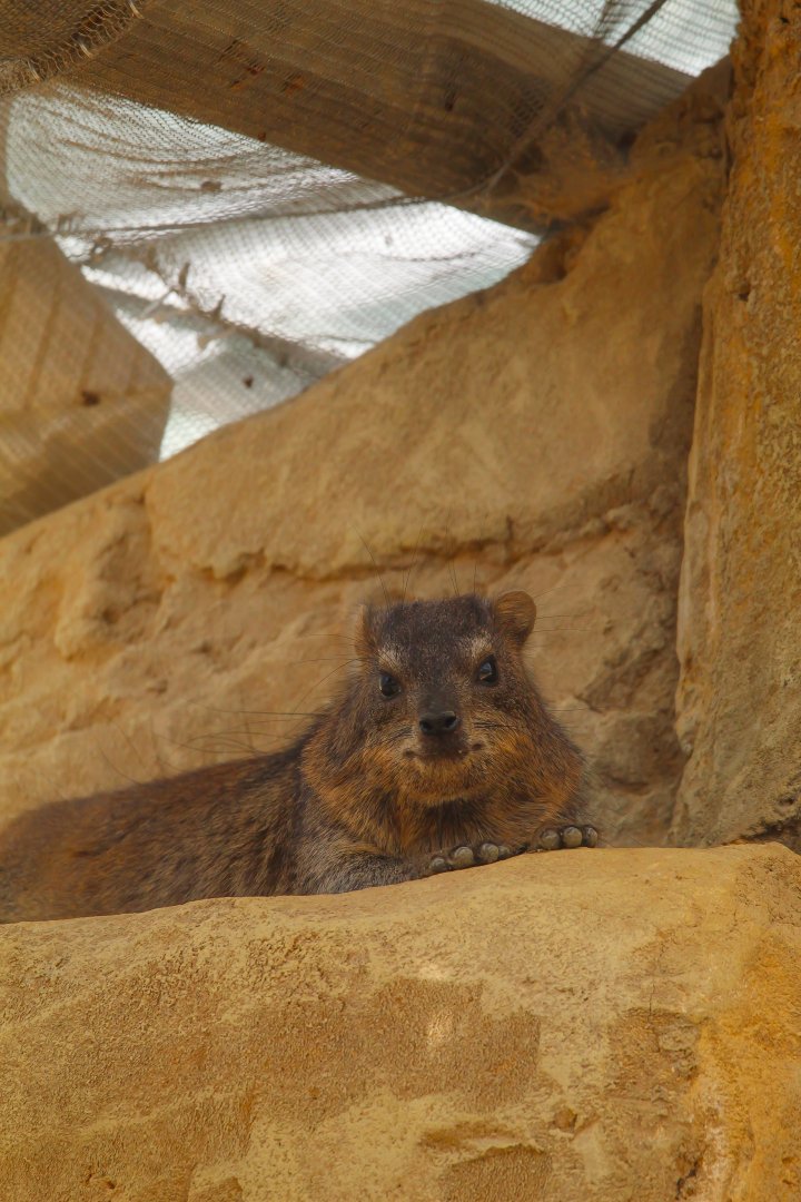 Rock Hyrax- 29th April 2025