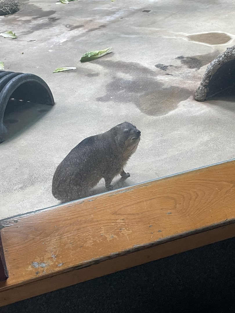 Rock Hyrax (3/12/23)