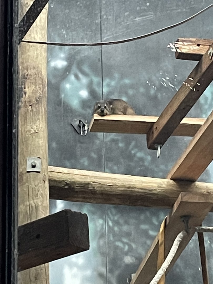 Rock Hyrax (3/17/22)