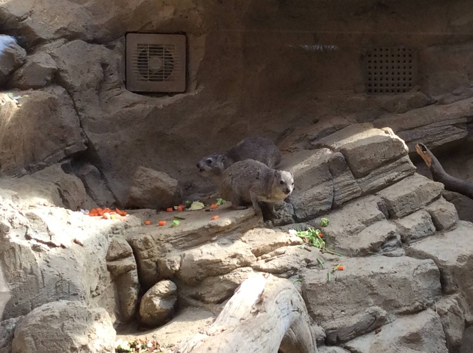 Rock Hyrax 300314