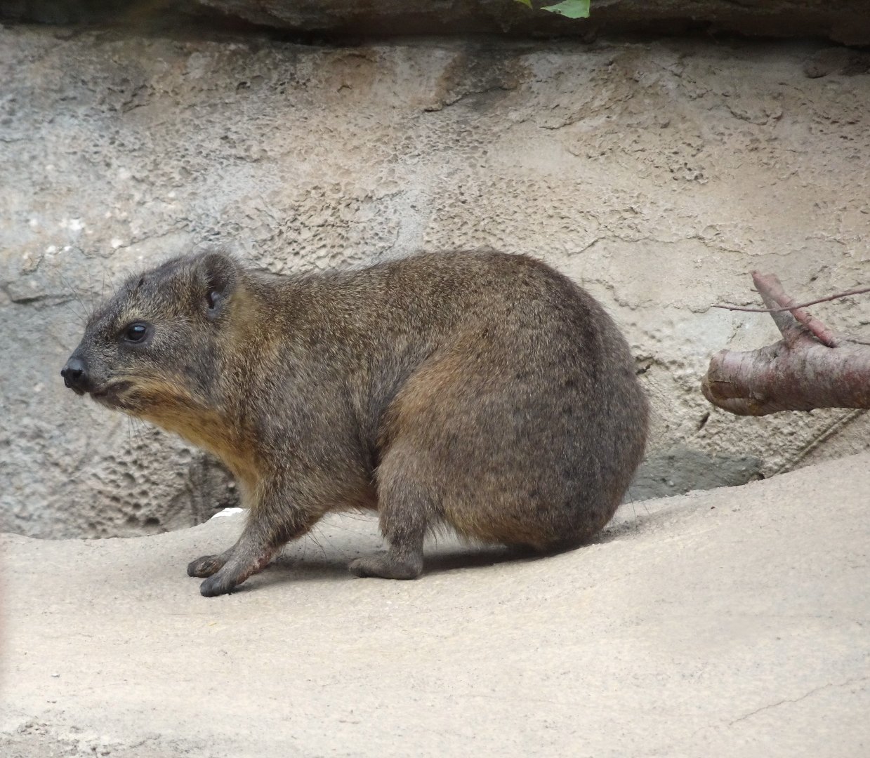 Rock Hyrax 5 July 2025