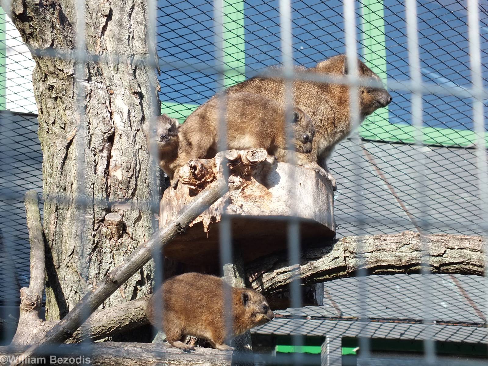 Rock Hyrax Adult and Three Young