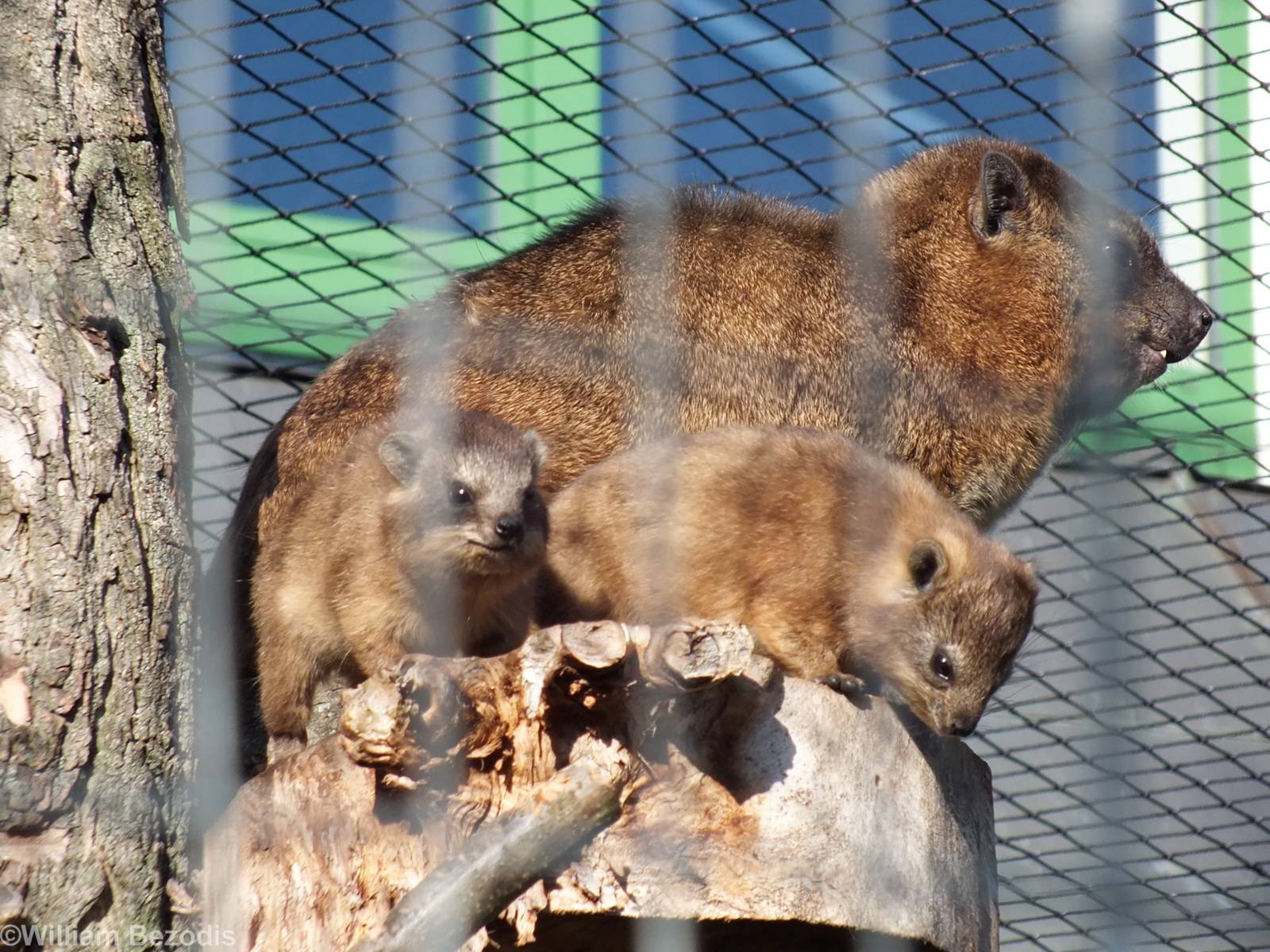 Rock Hyrax Adult and Two Young