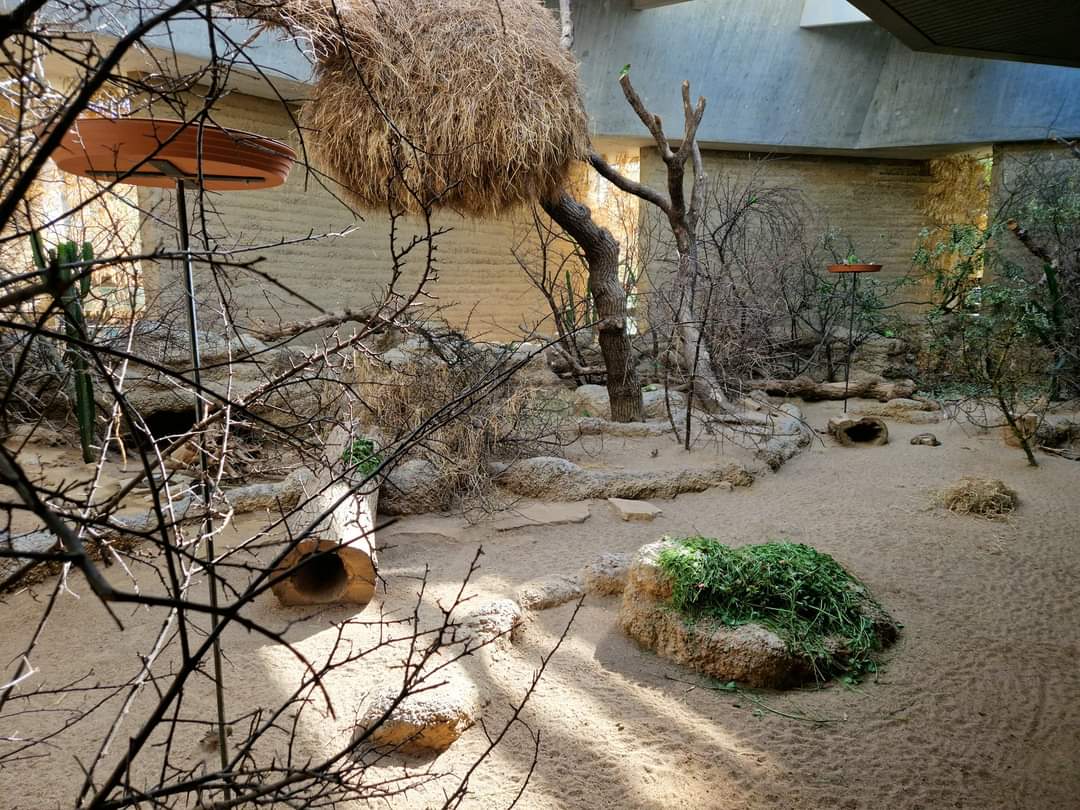 Rock Hyrax / African Ground Squirrell/ Black-cheeked Lovebird/ Sociable Weaver