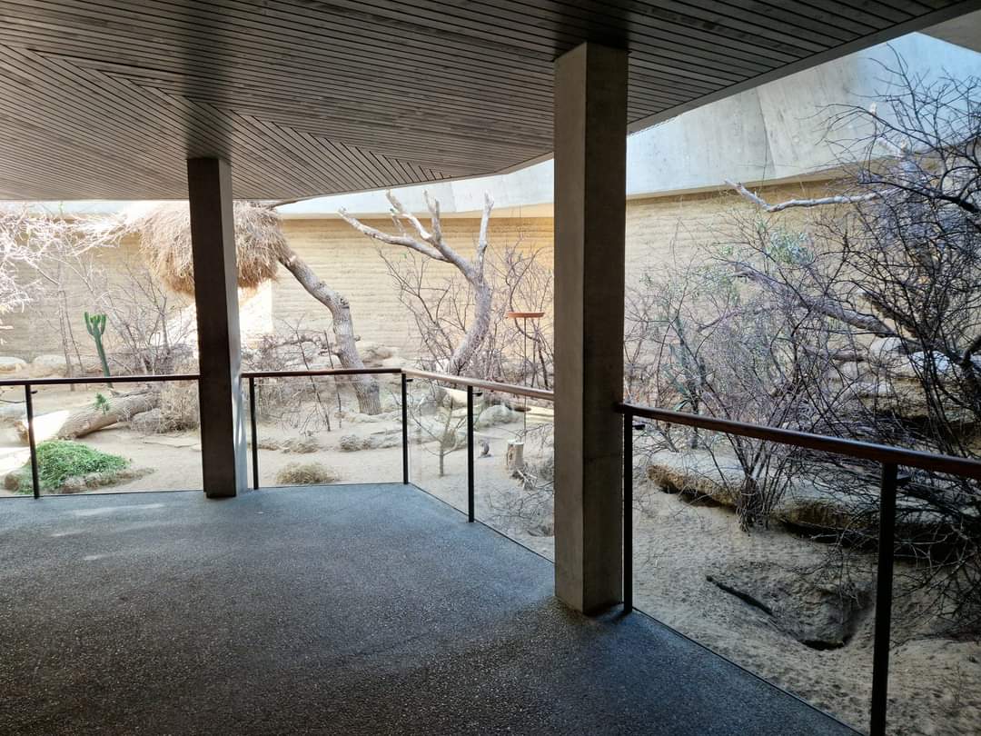 Rock Hyrax / African Ground Squirrell/ Black-cheeked Lovebird/ Sociable Weaver