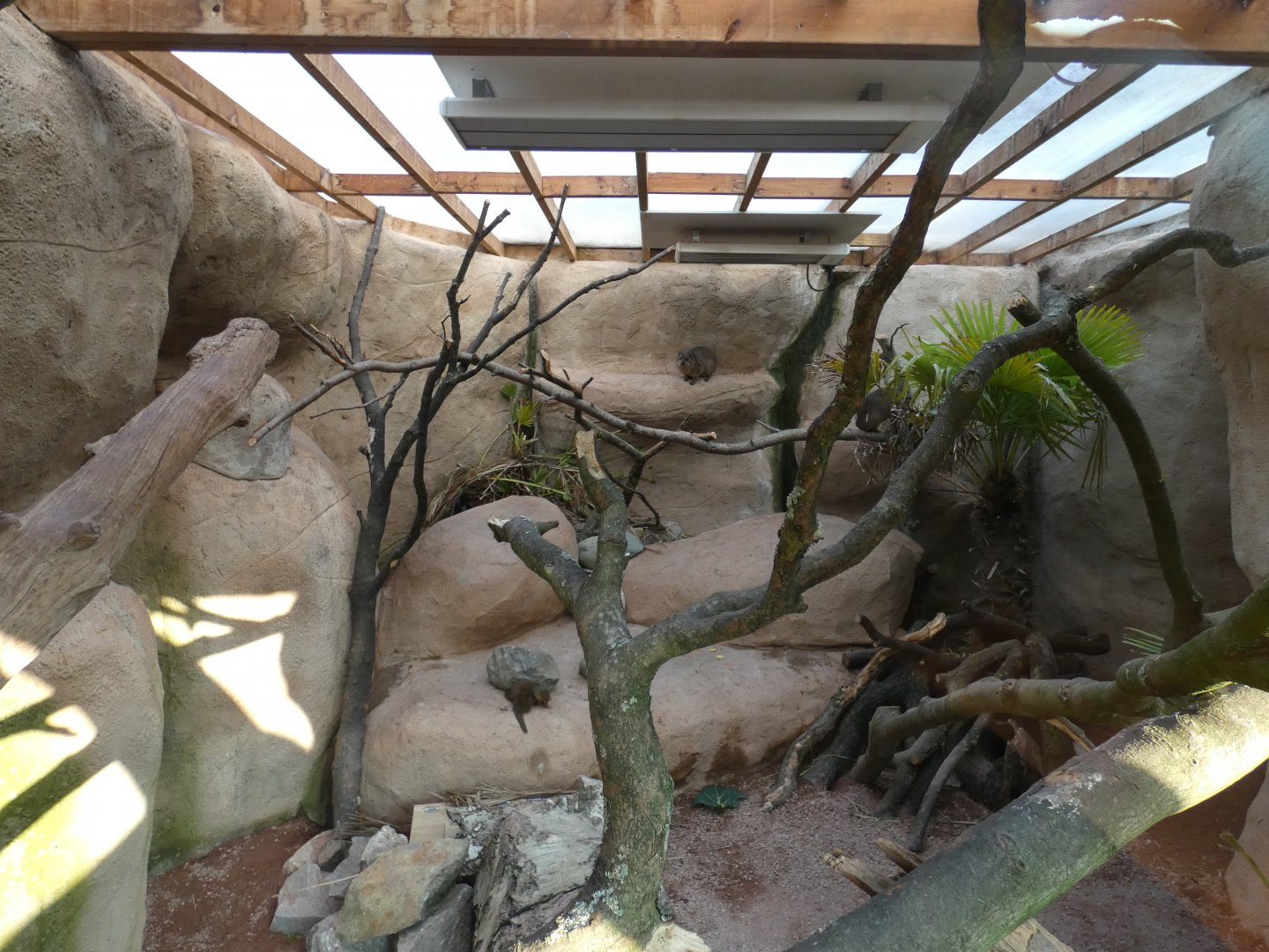 Rock Hyrax and Dwarf Mongoose Indoors