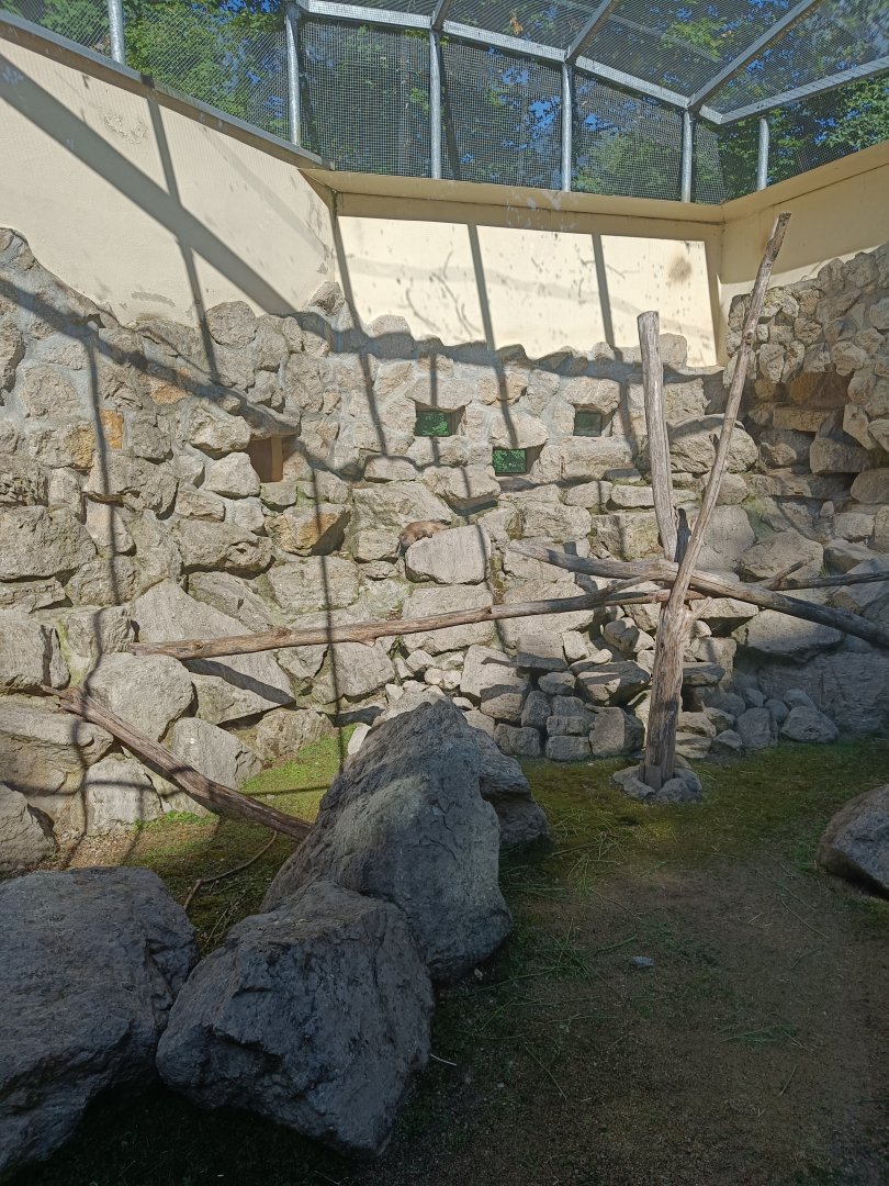 Rock Hyrax and Gundi outdoor enclosure - Tierpark Wittenberg
