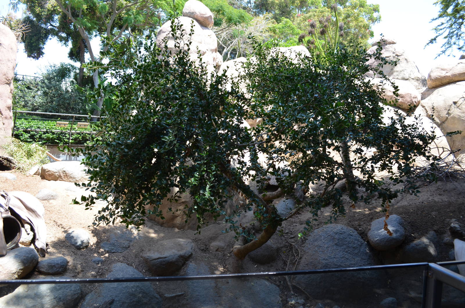 Rock Hyrax and Klipspringer Exhibit