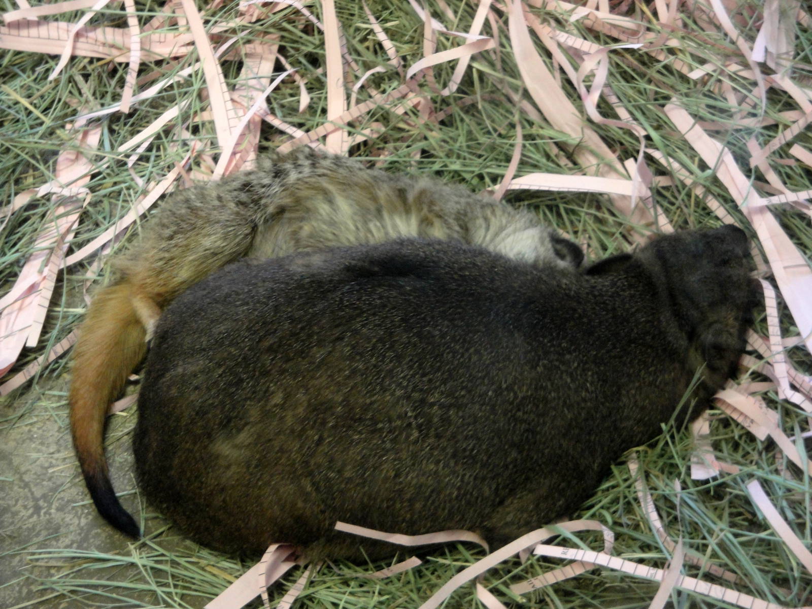 Rock Hyrax and Meerkat