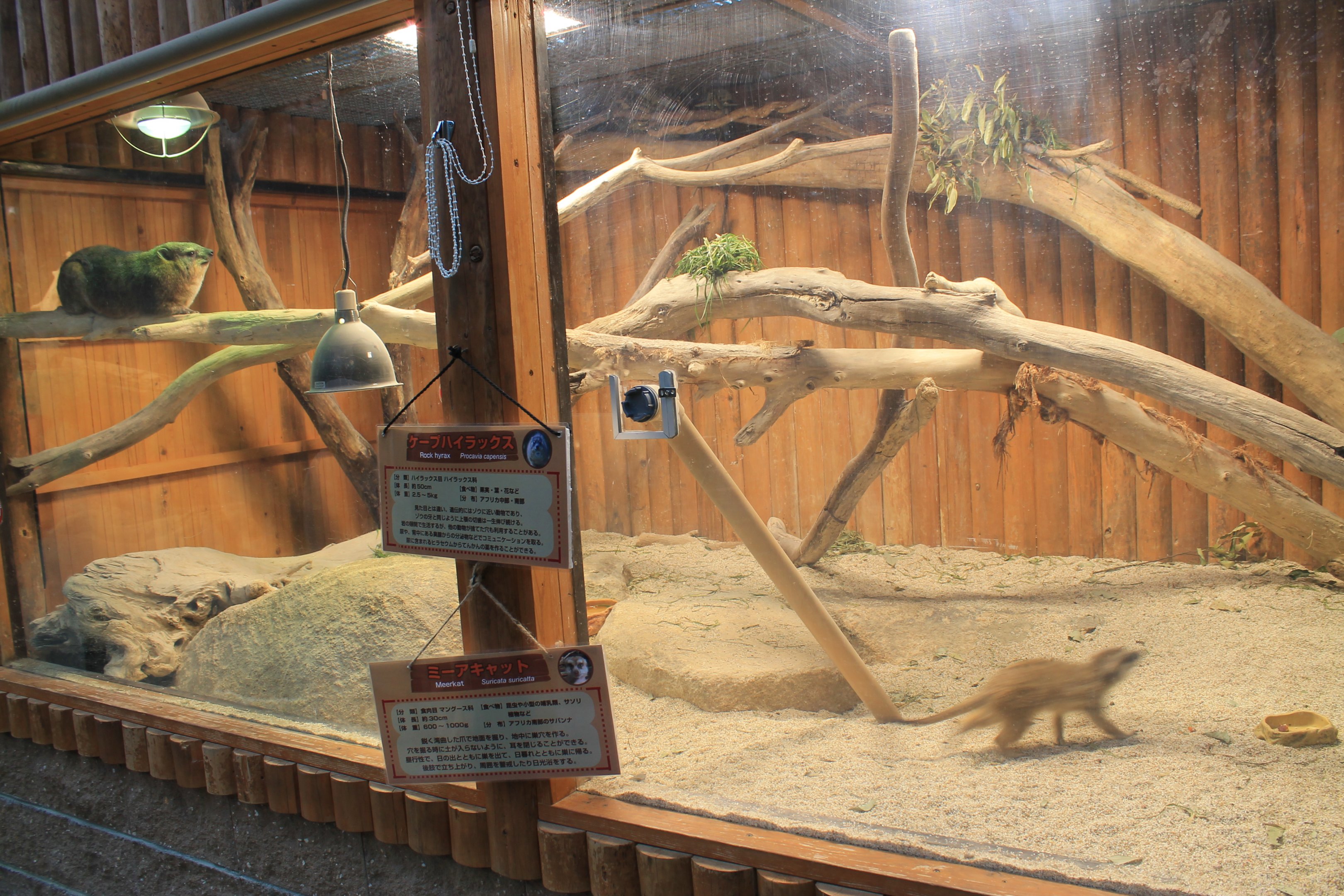 Rock Hyrax and Meerkat