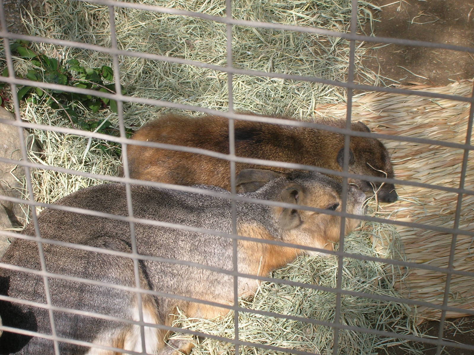 Rock Hyrax and Patagonian Cavy 2-26-09