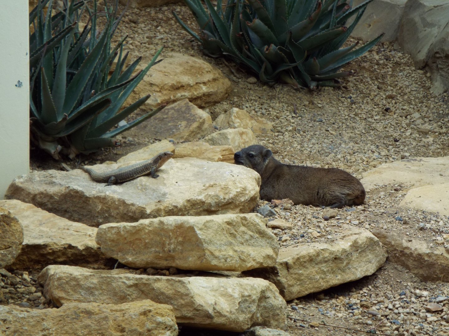 Rock hyrax and rough scaled plated lizard, Marwell Zoo