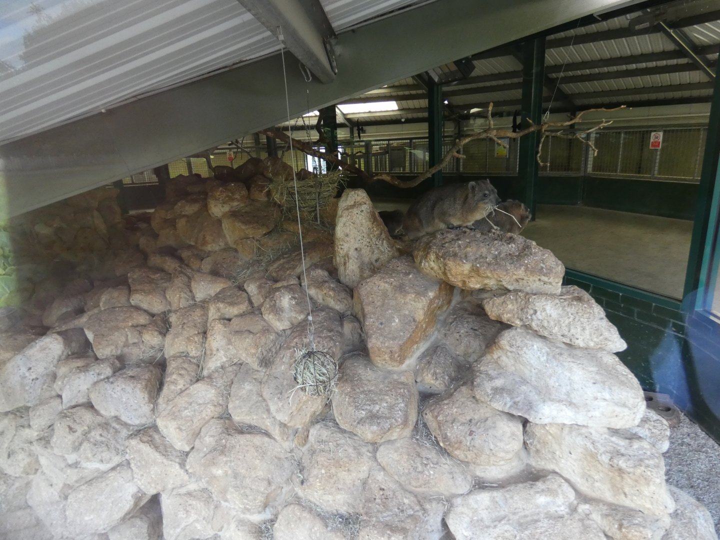 Rock hyrax and Superb starling enclosure