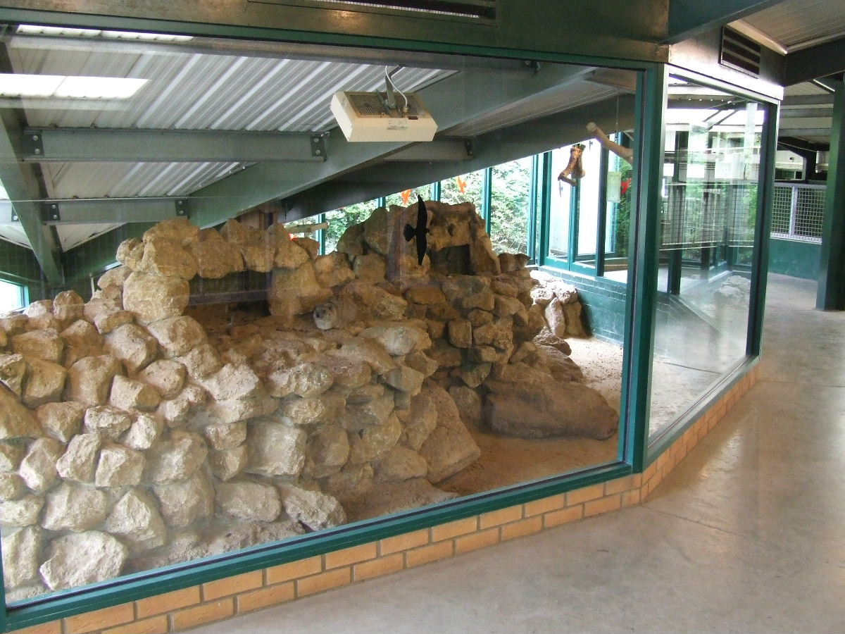 Rock Hyrax and Superb Starling mixed exhibit, Rhino House, Plains of Africa