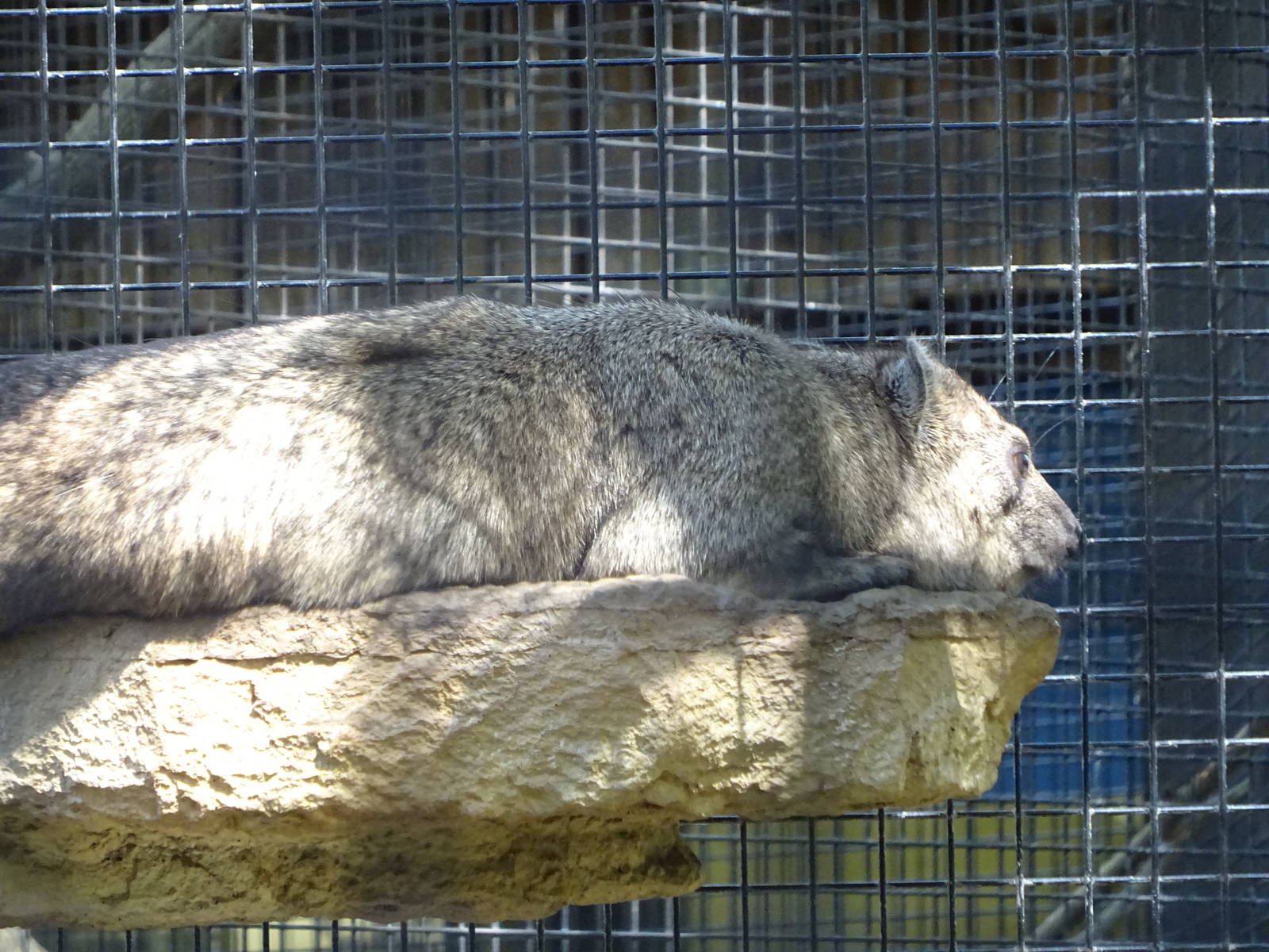 Rock Hyrax at Busch Gardens Tampa