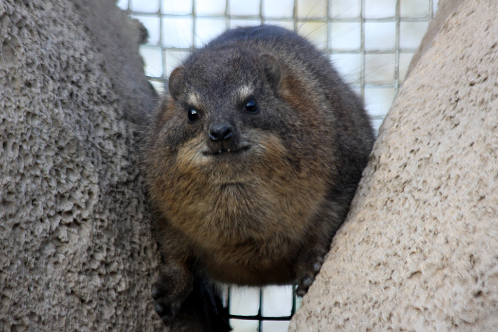 Rock Hyrax at Chester 13/11/11