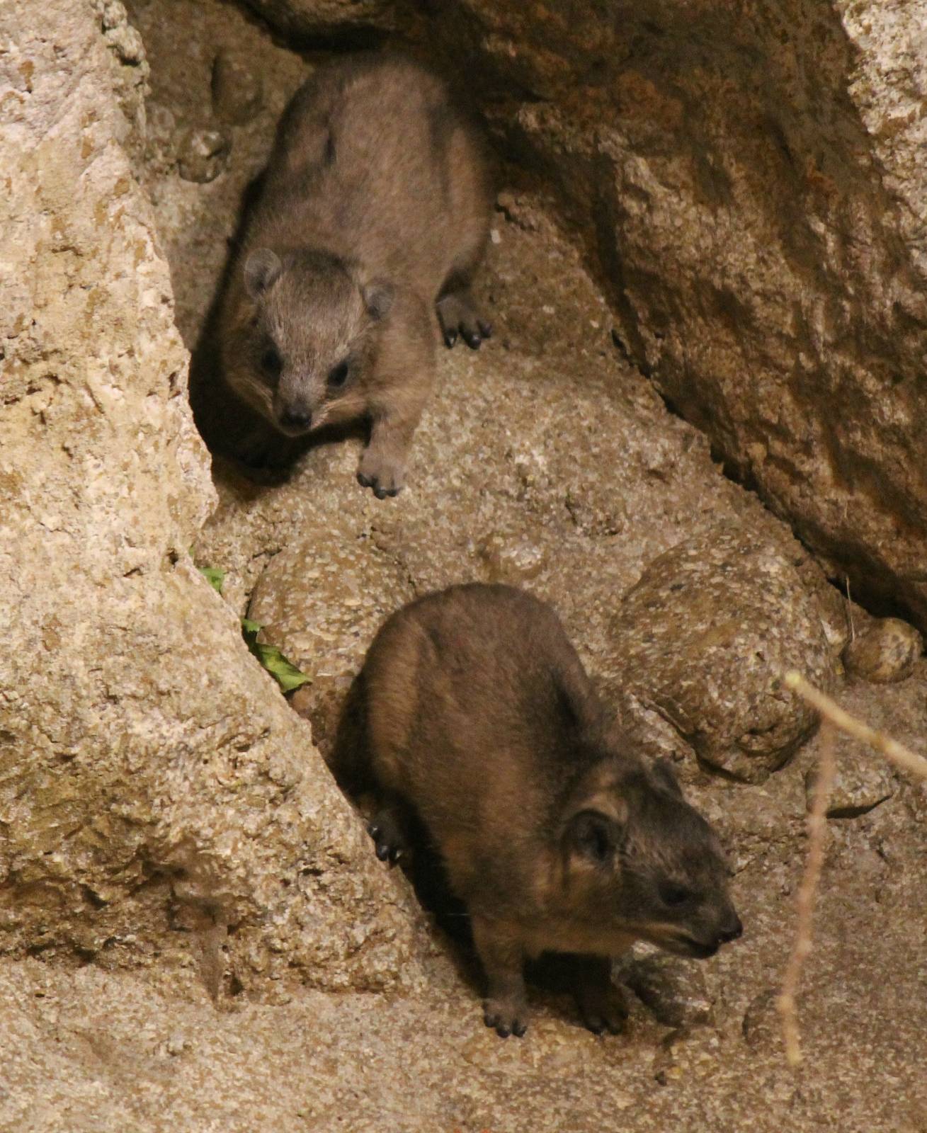 Rock hyrax babies - Born in September 2014
