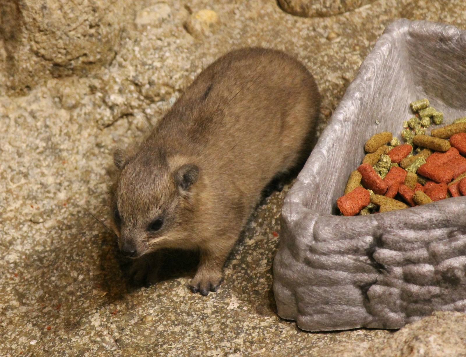 Rock hyrax baby - Born in September 2014