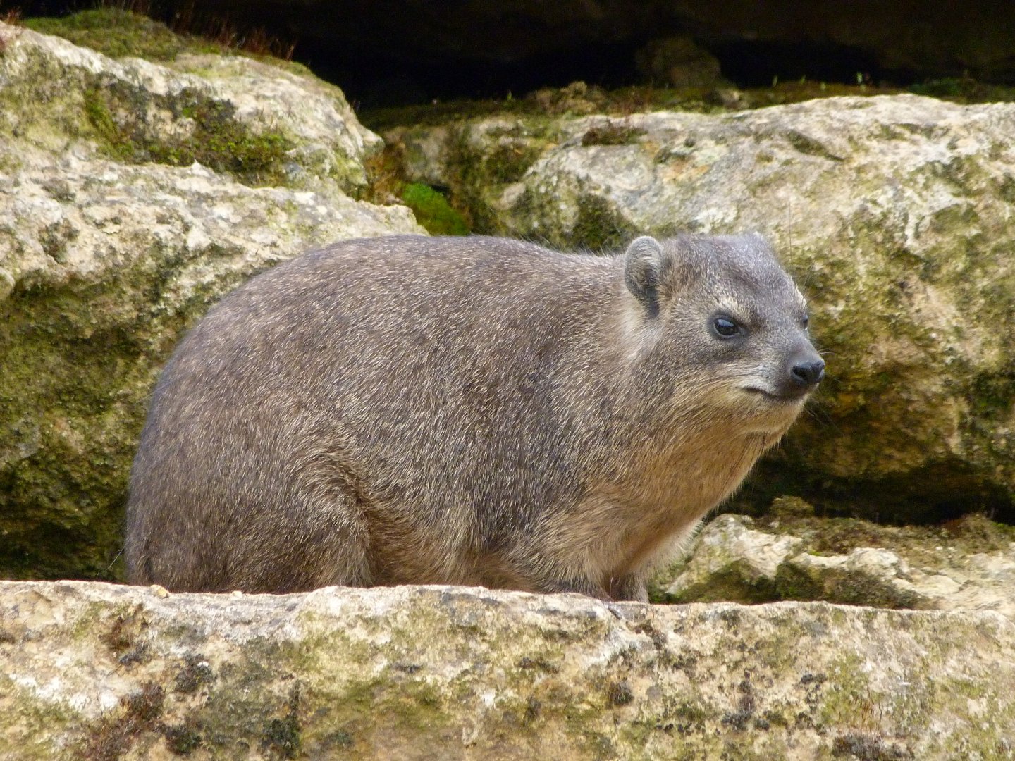 Rock hyrax -Bioparc de Doué la Fontaine (2025)