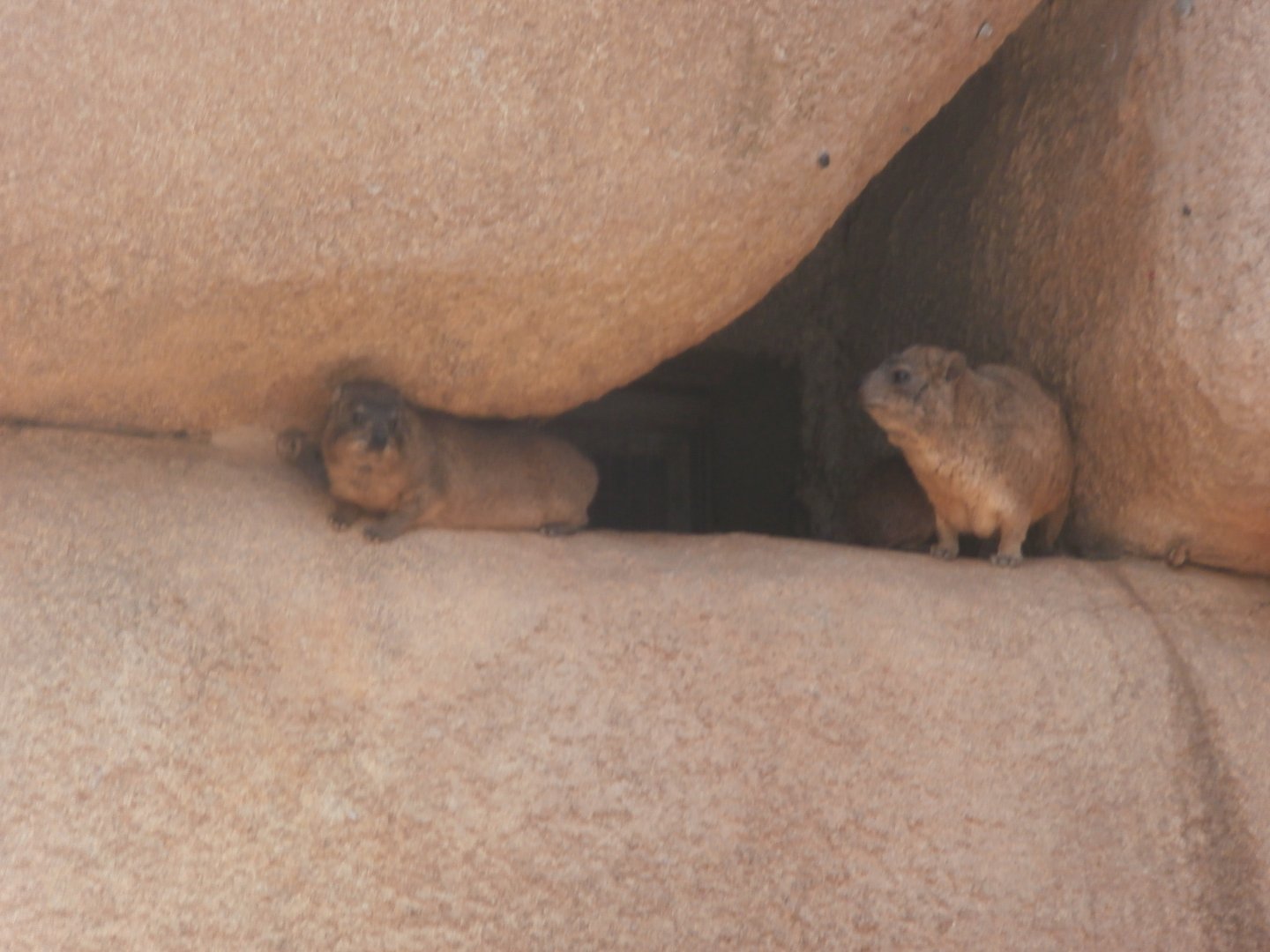 Rock hyrax -Bioparc Valencia (Summer 2017)