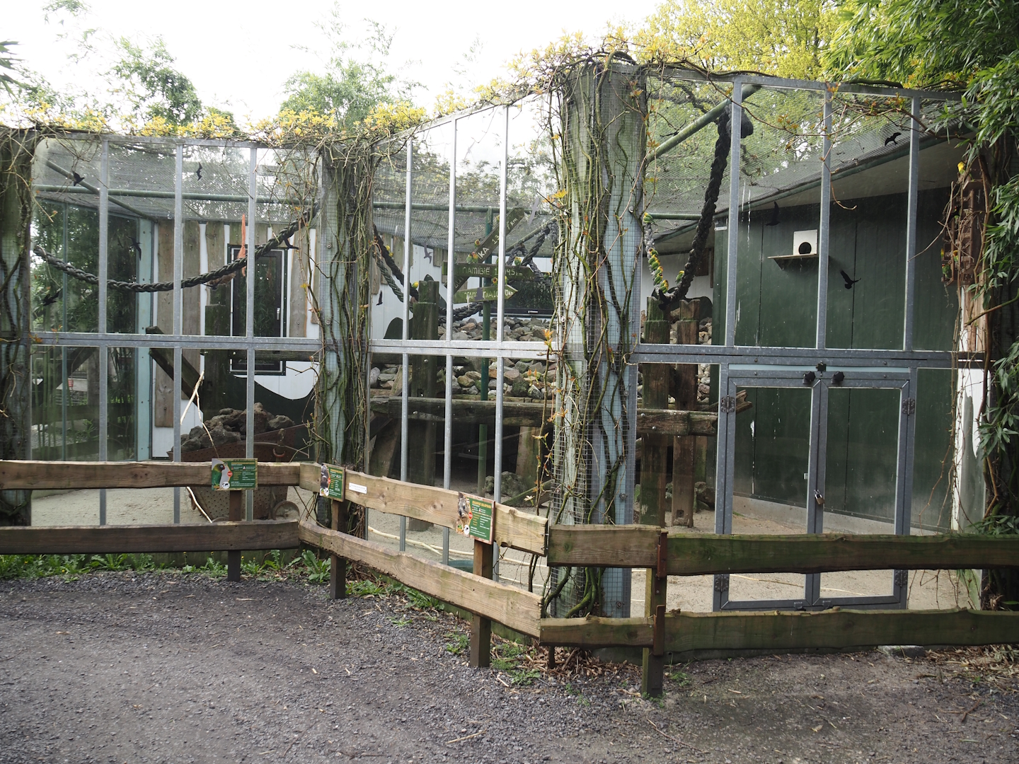 Rock hyrax, Black-cheeked lovebird and African spurred tortoise exhibit, 2024-04-14